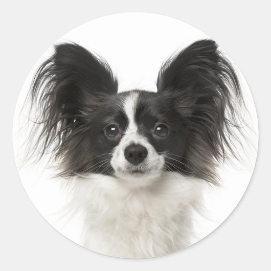 Papillon Zwart-wit Puppy Dog - Liefde Puppies Ronde Sticker (Voorkant)