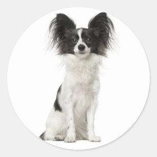 Papillon Zwart-wit Puppy Dog - Liefde Puppies Ronde Sticker