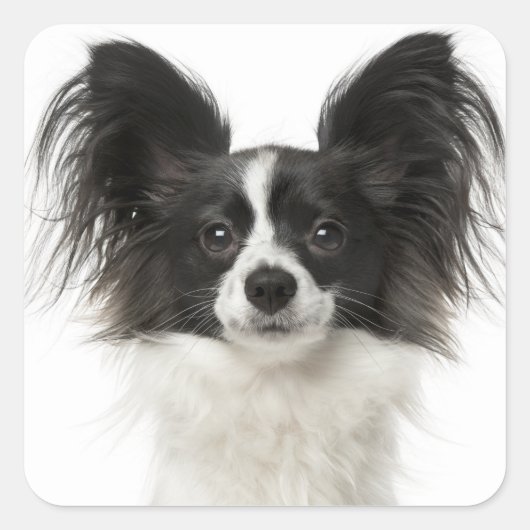 Papillon Zwart-wit Puppy Dog - Liefde Puppies Vierkante Sticker (Voorkant)
