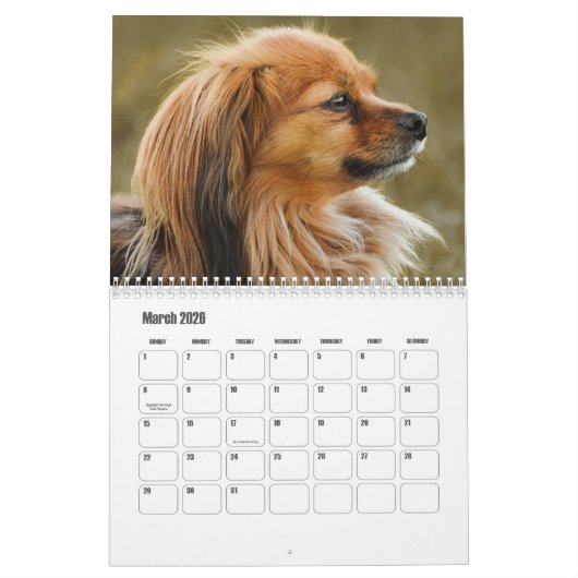 Papillonkalender Kalender (Mar 2026)
