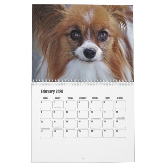 Papillonkalender Kalender (Feb 2026)