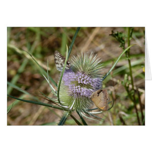 Papillons
