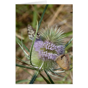 Papillons