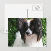 Papillons Briefkaart (Voorkant / Achterkant)