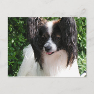 Papillons Briefkaart