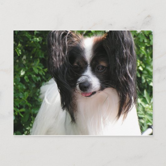 Papillons Briefkaart (Voorkant)