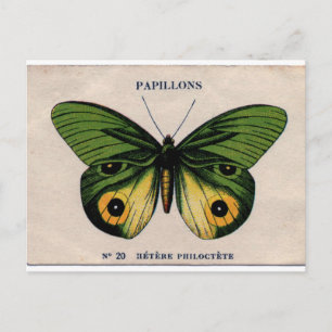 Papillons  Butterfly Illustratie Briefkaart
