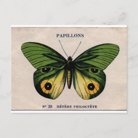 Papillons  Butterfly Illustratie Briefkaart (Voorkant)