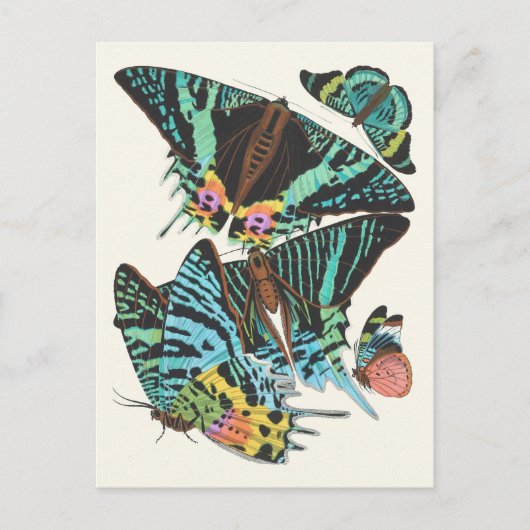 Papillons | Emile-Allain Séguy Briefkaart (Voorkant)