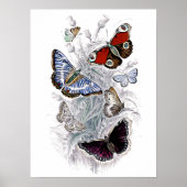 papillons poster (Voorkant)