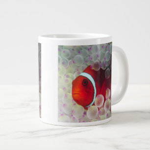 Papoea-Nieuw-Guinea, Groot Barrièrerif, Grote Koffiekop
