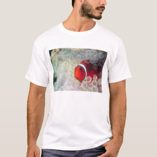 Papoea-Nieuw-Guinea, Groot Barrièrerif, T-shirt