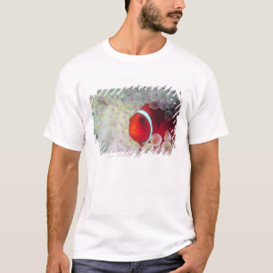 Papoea-Nieuw-Guinea, Groot Barrièrerif, T-shirt