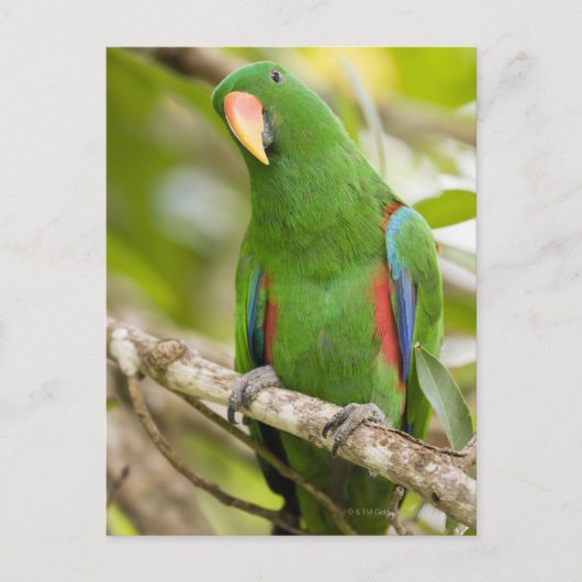 Papoea-Nieuw-Guinea, provincie Oro 2 Briefkaart (Voorkant)