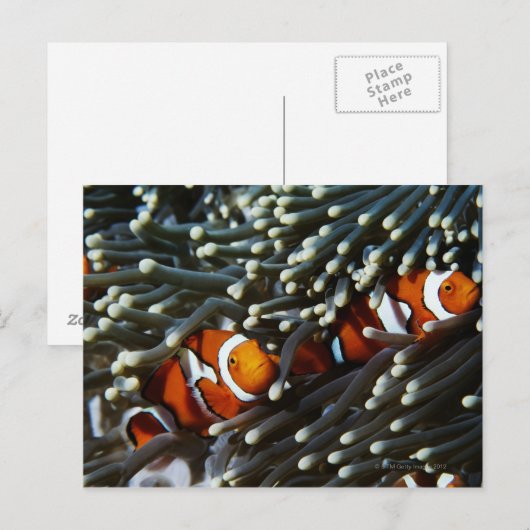 Papoea-Nieuw-Guinea, twee valse namaakanemonieten Briefkaart (Voorkant / Achterkant)