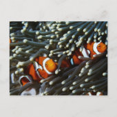 Papoea-Nieuw-Guinea, twee valse namaakanemonieten Briefkaart (Voorkant)