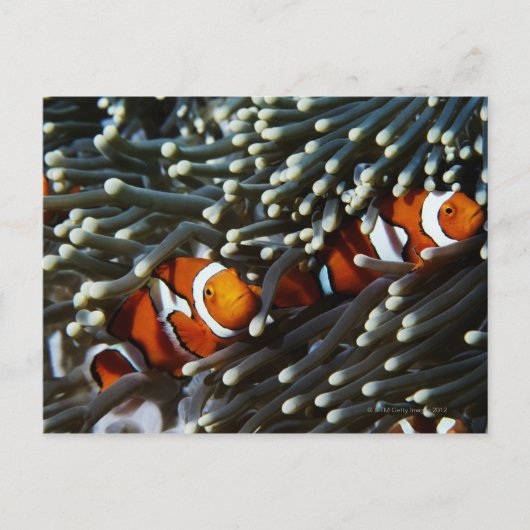 Papoea-Nieuw-Guinea, twee valse namaakanemonieten Briefkaart (Voorkant)