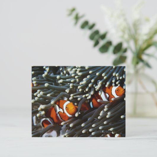 Papoea-Nieuw-Guinea, twee valse namaakanemonieten Briefkaart (Staand voorkant)