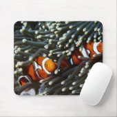 Papoea-Nieuw-Guinea, twee valse namaakanemonieten Muismat (Met muis)