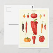 Paprika's Botanische Illustratie uit Zaad Catalogu Briefkaart (Voorkant / Achterkant)