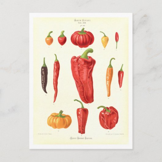 Paprika's Botanische Illustratie uit Zaad Catalogu Briefkaart (Voorkant)