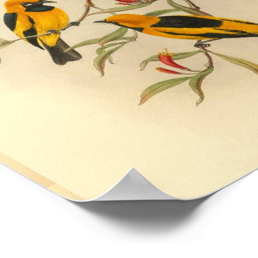 Papuan Yellow Flycatcher Bird  Print (Hoek)