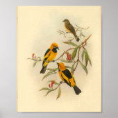 Papuan Yellow Flycatcher Bird  Print (Voorkant)