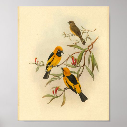 Papuan Yellow Flycatcher Bird  Print (Voorkant)