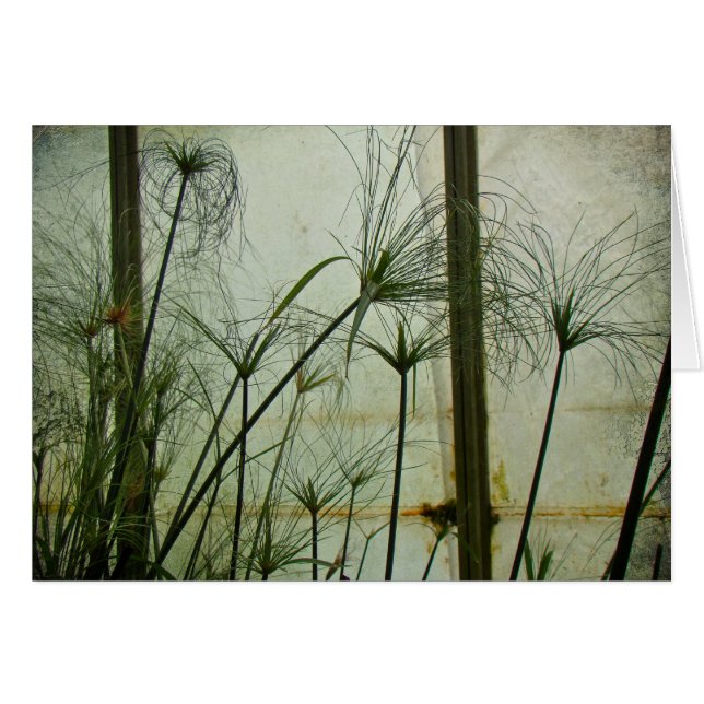 Papyrus (Voorkant Horizontaal)
