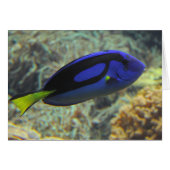 Paracanthurus hepatus (Voorkant Horizontaal)