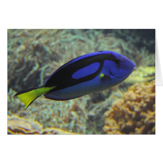 Paracanthurus hepatus (Voorkant Horizontaal)