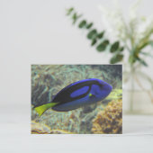 Paracanthurus hepatus briefkaart (Staand voorkant)