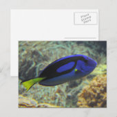 Paracanthurus hepatus briefkaart (Voorkant / Achterkant)