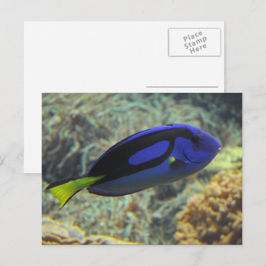 Paracanthurus hepatus briefkaart (Voorkant / Achterkant)