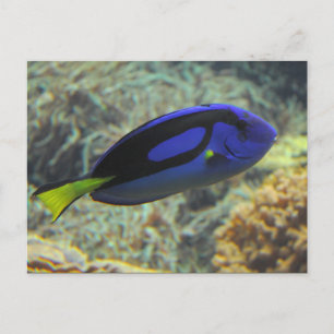 Paracanthurus hepatus briefkaart