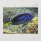 Paracanthurus hepatus briefkaart (Voorkant)