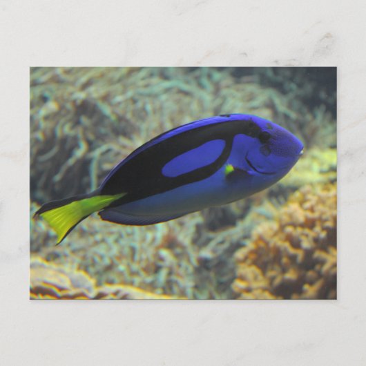 Paracanthurus hepatus briefkaart (Voorkant)