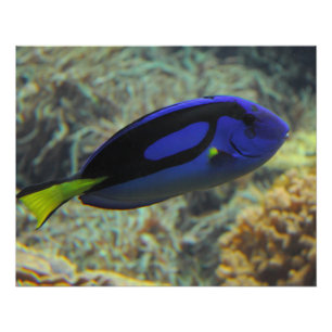 Paracanthurus hepatus perfect poster