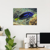 Paracanthurus hepatus poster (Thuiskantoor)