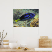 Paracanthurus hepatus poster (Keuken)