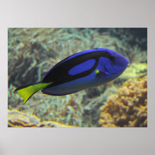 Paracanthurus hepatus poster (Voorkant)