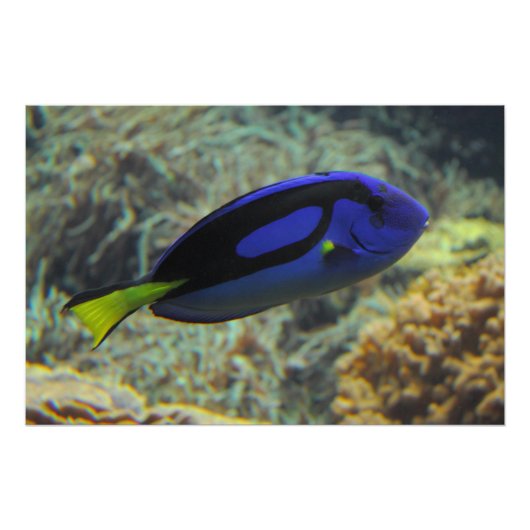 Paracanthurus hepatus poster (Voorkant)