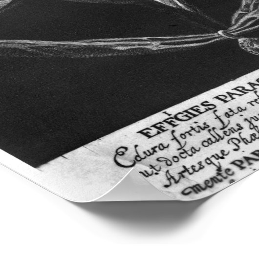 Paracelsus Poster (Hoek)