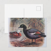 paradijs Shelduck Briefkaart (Voorkant / Achterkant)
