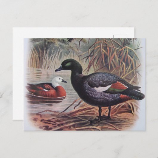 paradijs Shelduck Briefkaart (Voorkant / Achterkant)