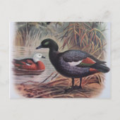 paradijs Shelduck Briefkaart (Voorkant)