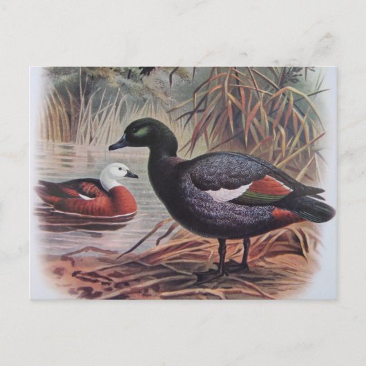 paradijs Shelduck Briefkaart (Voorkant)