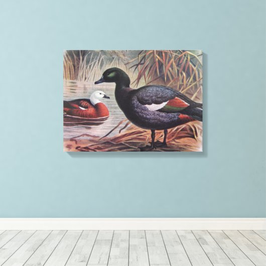  paradijs Shelduck Canvas Afdruk (Insitu (Houten vloer))