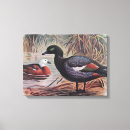 paradijs Shelduck Canvas Afdruk