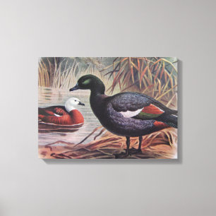 paradijs Shelduck Canvas Afdruk